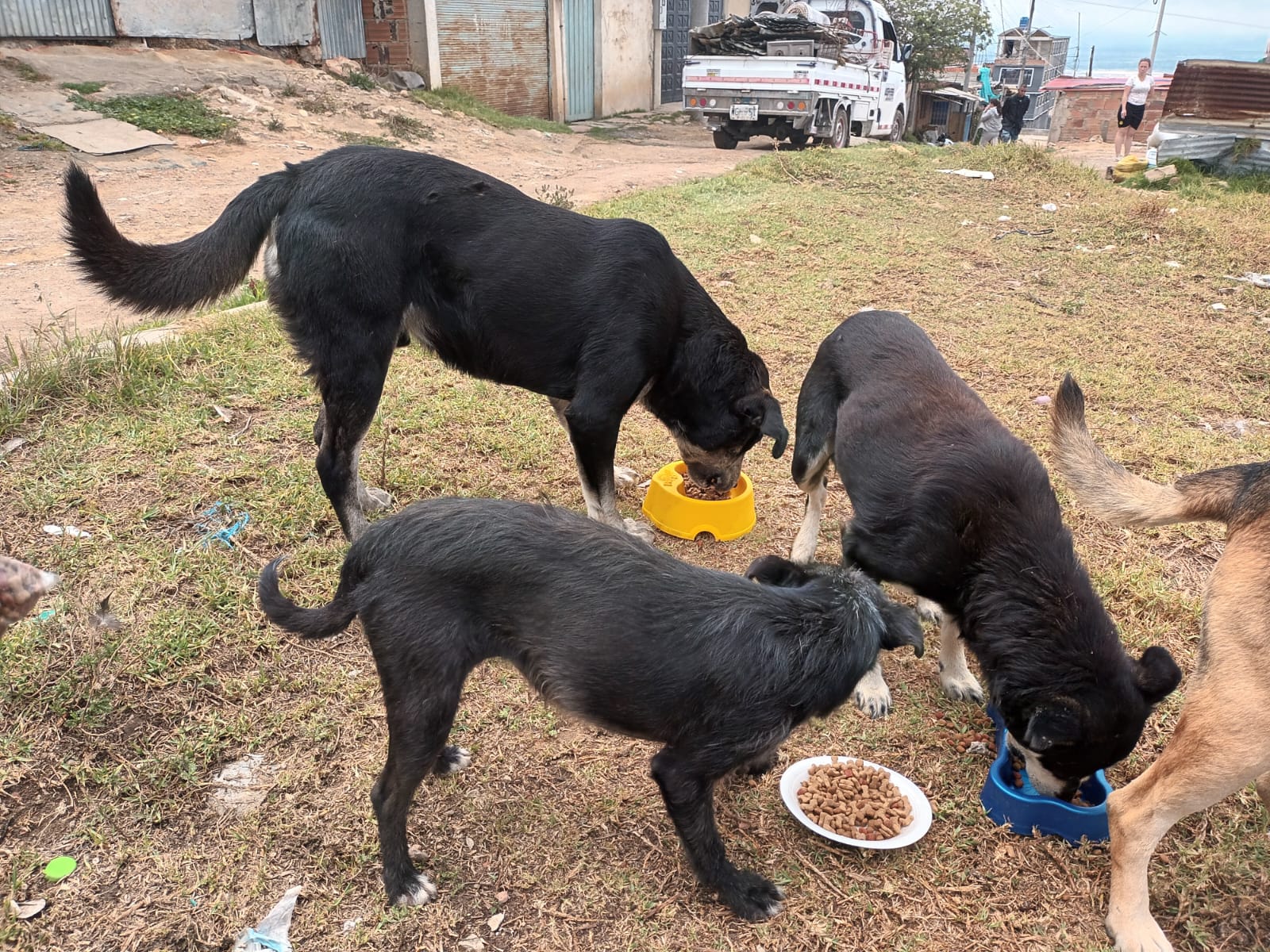 alimentacionv2